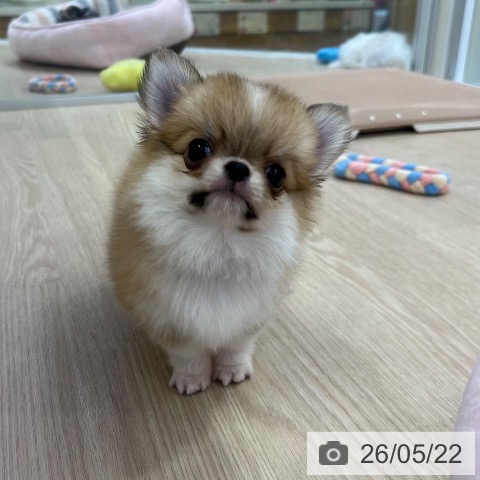 チワワの写真