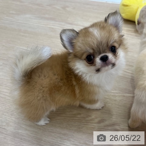 チワワの写真