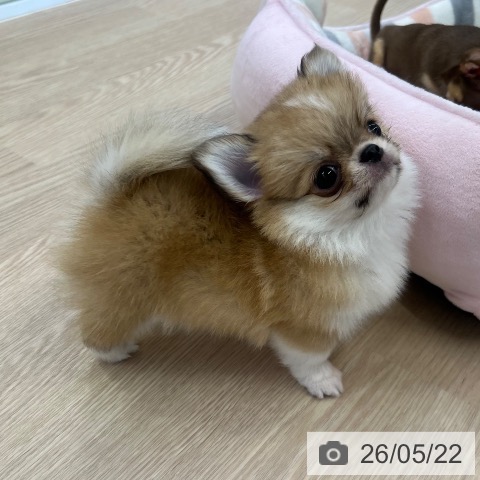 チワワの写真