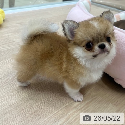 チワワの写真