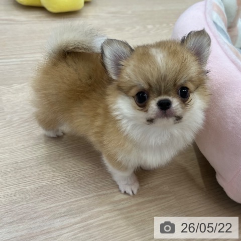 チワワの写真