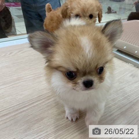 チワワの写真