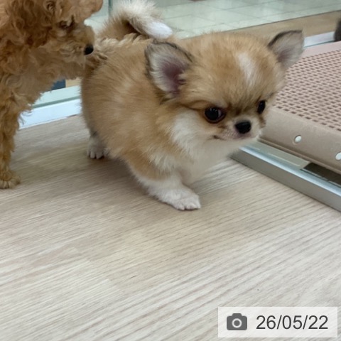 チワワの写真