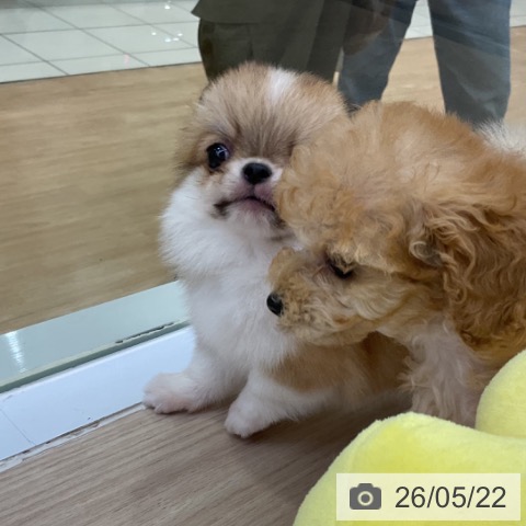 チワワの写真