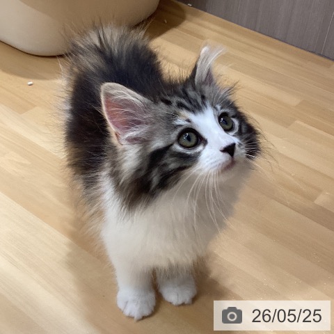 愛知県のノルウェージャンフォレストキャット (ペットプラス イオンモール長久手店/2026年3月21日生まれ/女の子/ブラウンパッチドタビーホワイト)の子猫の4枚目の画像