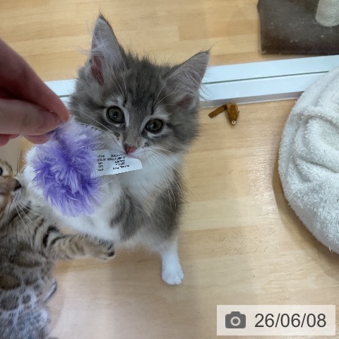 愛知県のノルウェージャンフォレストキャット (ペットプラス mozoワンダーシティ店/2026年3月21日生まれ/女の子/ブルーパッチドタビーホワイト)の子猫の4枚目の画像