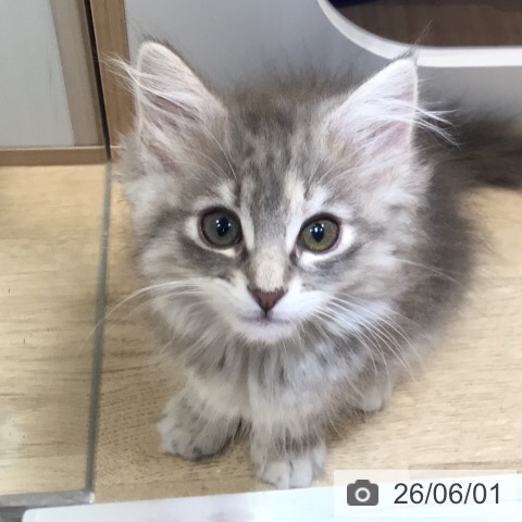 岐阜県のノルウェージャンフォレストキャット (ペットプラス 各務原店/2026年3月21日生まれ/女の子/ブルーパッチドタビー)の子猫の4枚目の画像