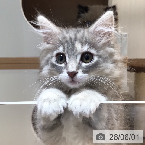 岐阜県のノルウェージャンフォレストキャット (ペットプラス 各務原店/2026年3月21日生まれ/女の子/ブルーパッチドタビー)の子猫の3枚目の画像