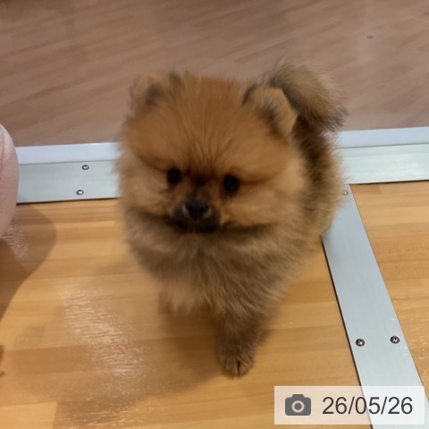 ポメラニアンの写真