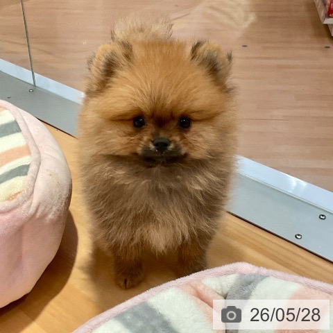 ポメラニアンの写真
