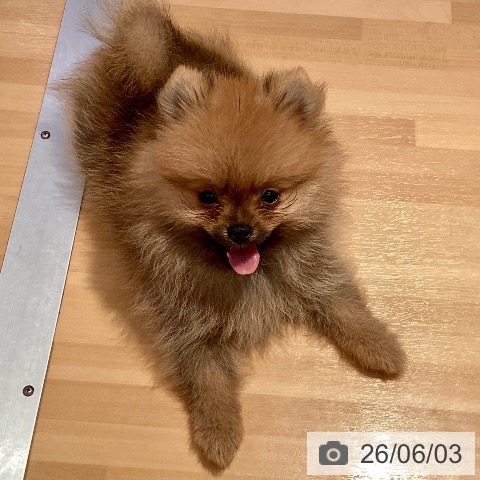ポメラニアンの写真