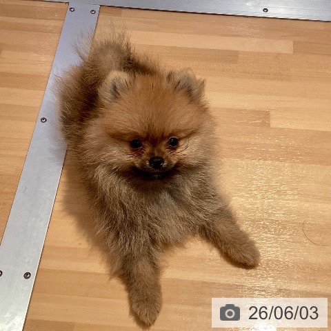 ポメラニアンの写真