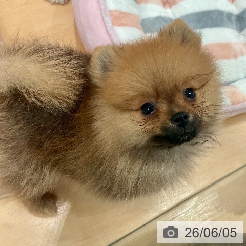 ポメラニアンの写真