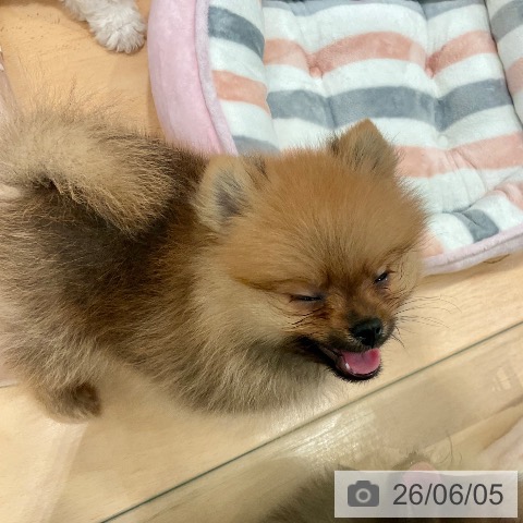 ポメラニアンの写真