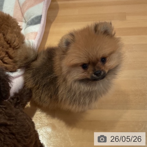 ポメラニアンの写真