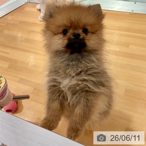 愛知県のポメラニアン (ペットプラス 名古屋茶屋店/2026年3月22日生まれ/男の子/オレンジ)の子犬の4枚目の画像