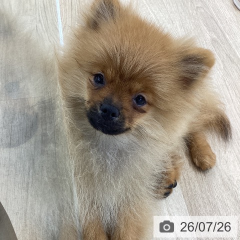 ポメラニアンの写真