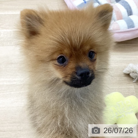 愛知県のポメラニアン (ペットプラス 千音寺店/2026年3月22日生まれ/男の子/オレンジ)の子犬の4枚目の画像