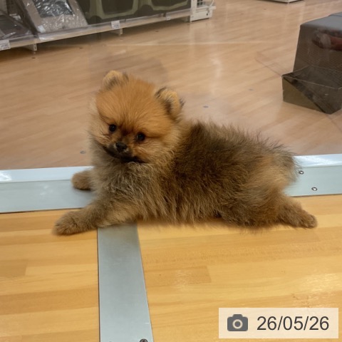 ポメラニアンの写真