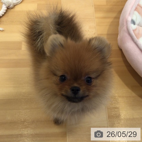 ポメラニアンの写真