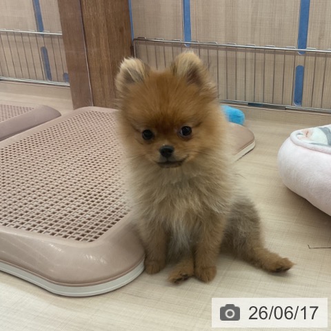三重県のポメラニアン (ペッツワン 桑名店/2026年3月22日生まれ/女の子/オレンジ)の子犬の4枚目の画像