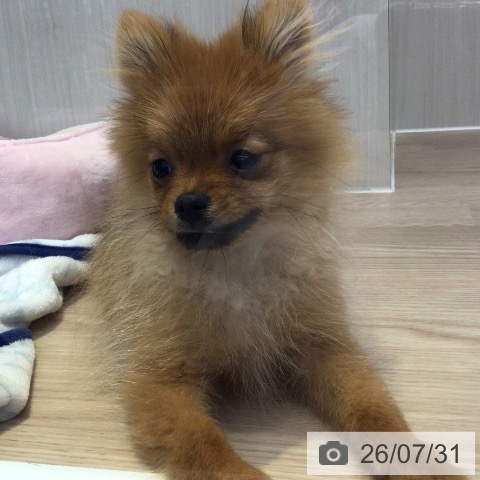 富山県のポメラニアン (ペットプラス となみ店/2026年3月22日生まれ/女の子/オレンジ)の子犬の4枚目の画像