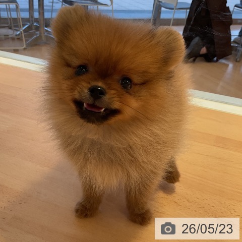 三重県のポメラニアン (ペットプラス 東員店/2026年3月22日生まれ/女の子/オレンジ)の子犬の3枚目の画像
