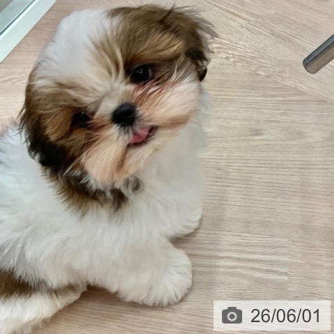 シー・ズーの写真