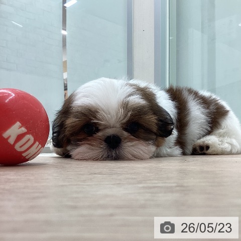 石川県のシーズー (ペットプラス かほく店/2026年3月21日生まれ/男の子/ゴールドホワイト)の子犬の4枚目の画像