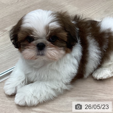 石川県のシーズー (ペットプラス かほく店/2026年3月21日生まれ/男の子/ゴールドホワイト)の子犬の3枚目の画像