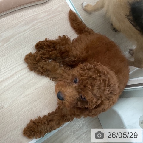 福井県のトイプードル(トイ) (ペットプラス 福井店/2026年3月22日生まれ/男の子/レッド)の子犬の4枚目の画像