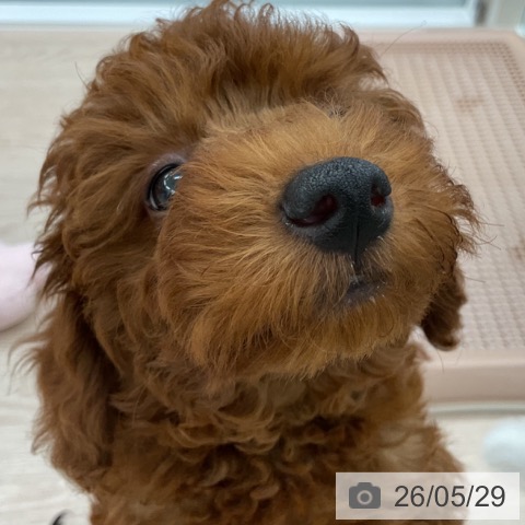 福井県のトイプードル(トイ) (ペットプラス 福井店/2026年3月22日生まれ/男の子/レッド)の子犬の3枚目の画像