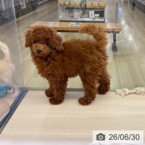 三重県のトイプードル(トイ) (ペッツワン 桑名店/2026年3月22日生まれ/男の子/レッド)の子犬の4枚目の画像