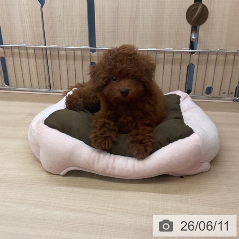 三重県のトイプードル(トイ) (ペッツワン 桑名店/2026年3月22日生まれ/男の子/レッド)の子犬の3枚目の画像