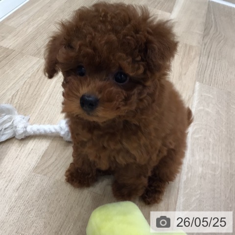 岐阜県のトイプードル(トイ) (ペットプラス 各務原店/2026年3月22日生まれ/女の子/レッド)の子犬の4枚目の画像