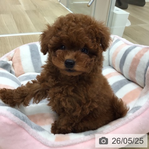岐阜県のトイプードル(トイ) (ペットプラス 各務原店/2026年3月22日生まれ/女の子/レッド)の子犬の3枚目の画像