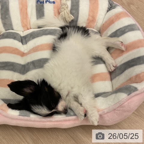パピヨンの写真