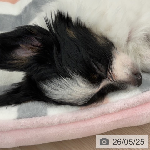 パピヨンの写真