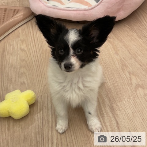 パピヨンの写真