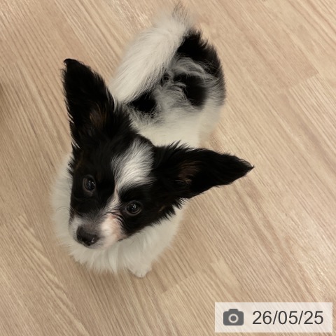 パピヨンの写真