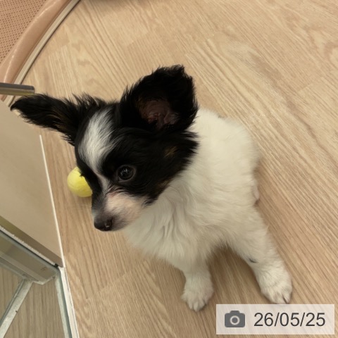 パピヨンの写真