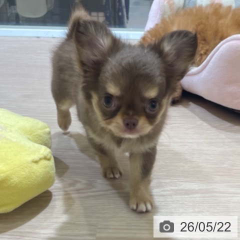 チワワの写真