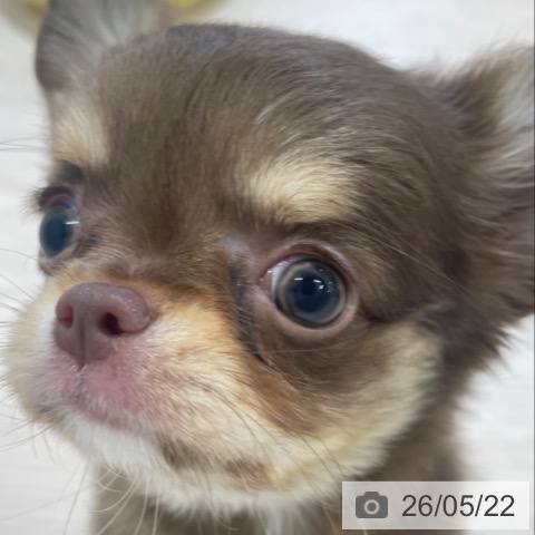 チワワの写真