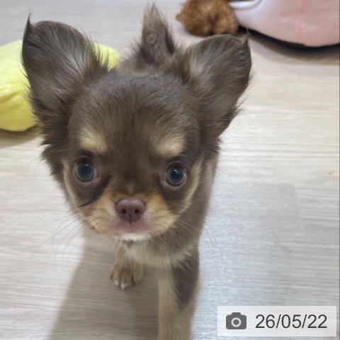 チワワの写真