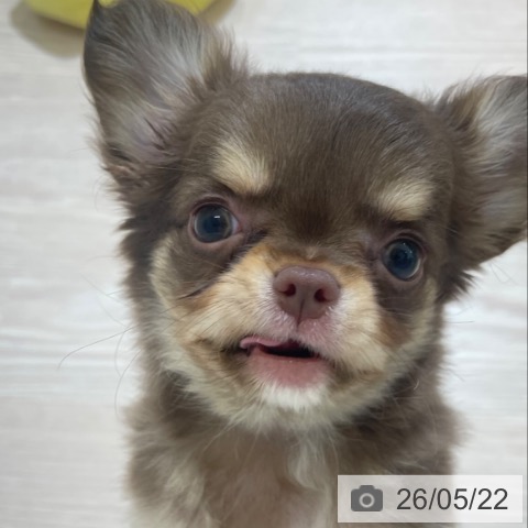 チワワの写真