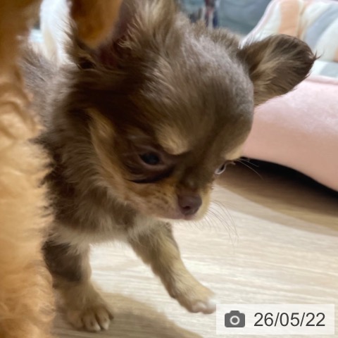 チワワの写真