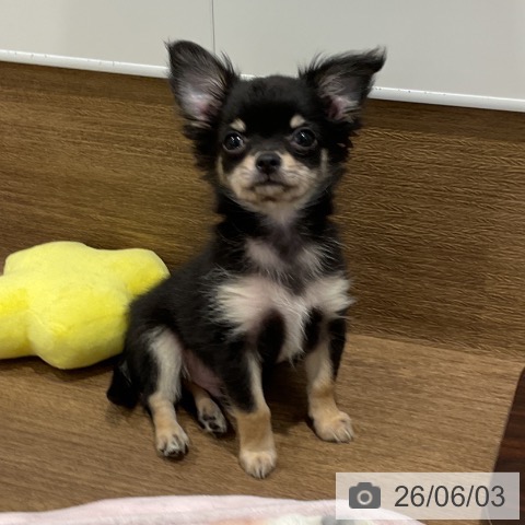 愛知県のチワワ(ロング) (ペッツワン 東海店/2026年3月18日生まれ/男の子/ブラックタン)の子犬の4枚目の画像