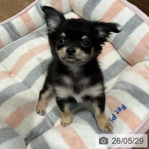 愛知県のチワワ(ロング) (ペッツワン 東海店/2026年3月18日生まれ/男の子/ブラックタン)の子犬の3枚目の画像