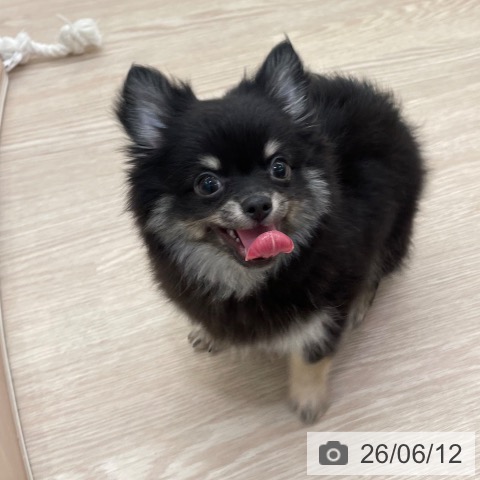愛知県のチワワ(ロング) (ペットプラス 豊田店/2026年3月18日生まれ/男の子/ブラックタン)の子犬の4枚目の画像