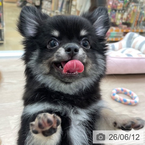 愛知県のチワワ(ロング) (ペットプラス 豊田店/2026年3月18日生まれ/男の子/ブラックタン)の子犬の3枚目の画像